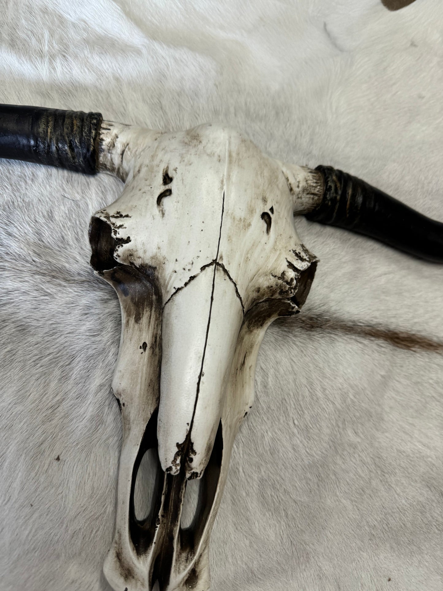Blank Cowskull Wall Decor
