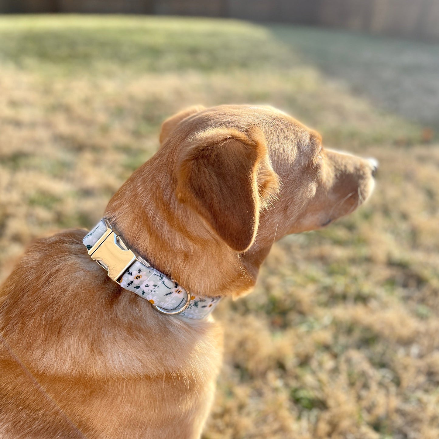 Mint Daisies Floral Dog Collar