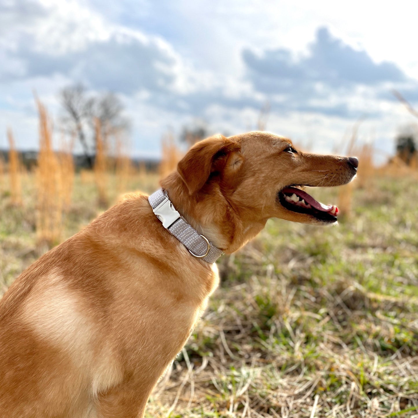 Gray Dog Collar Ditsy Dots