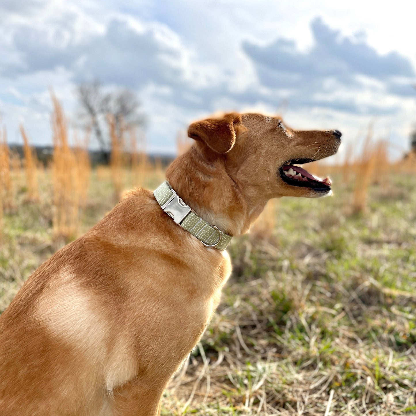 Green Dog Collar Ditsy Dots