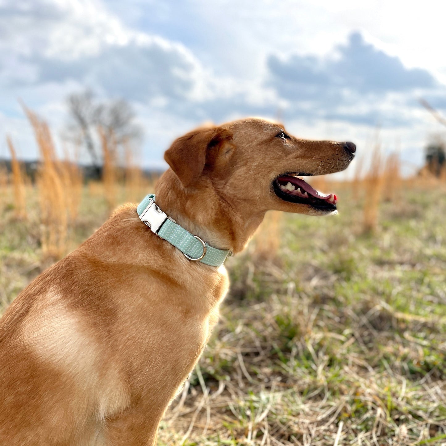 Mint Dog Collar Ditsy Dots