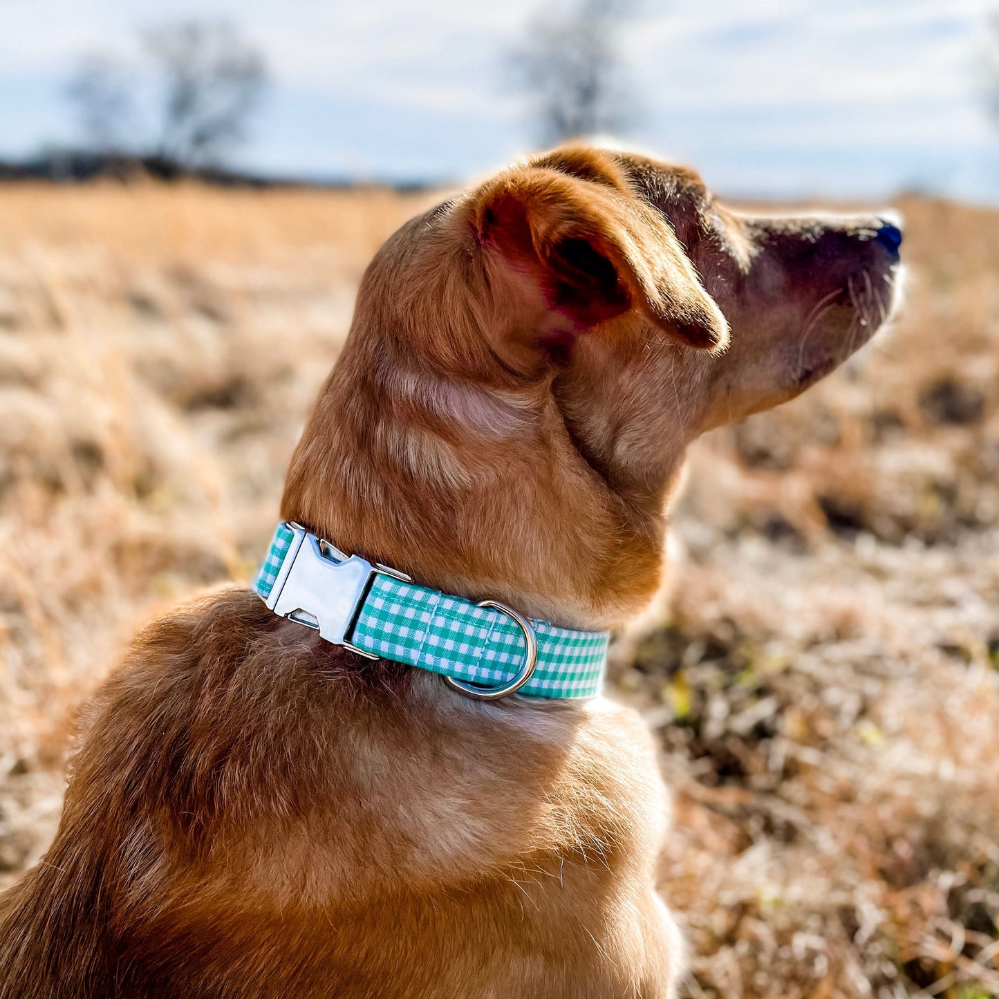 Mint Gingham Dog Collar