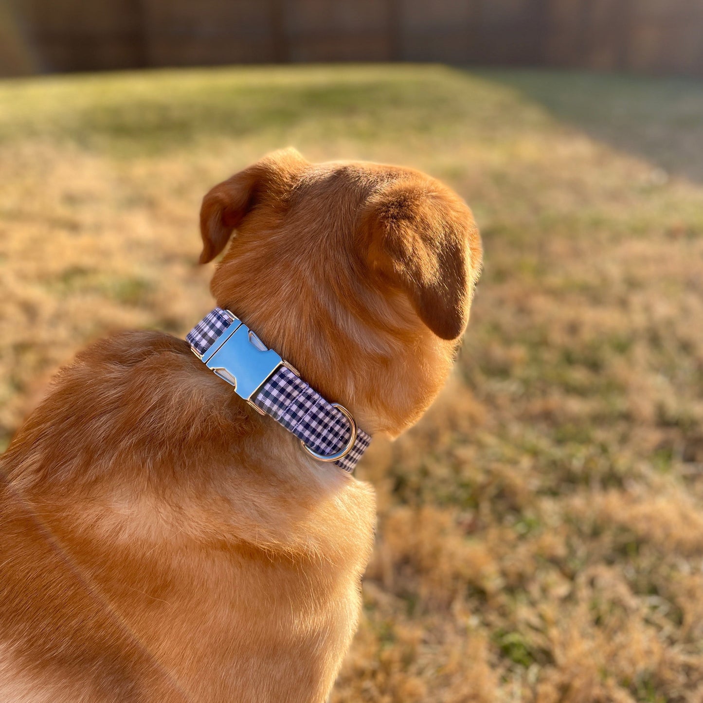 Navy Gingham Dog Collar