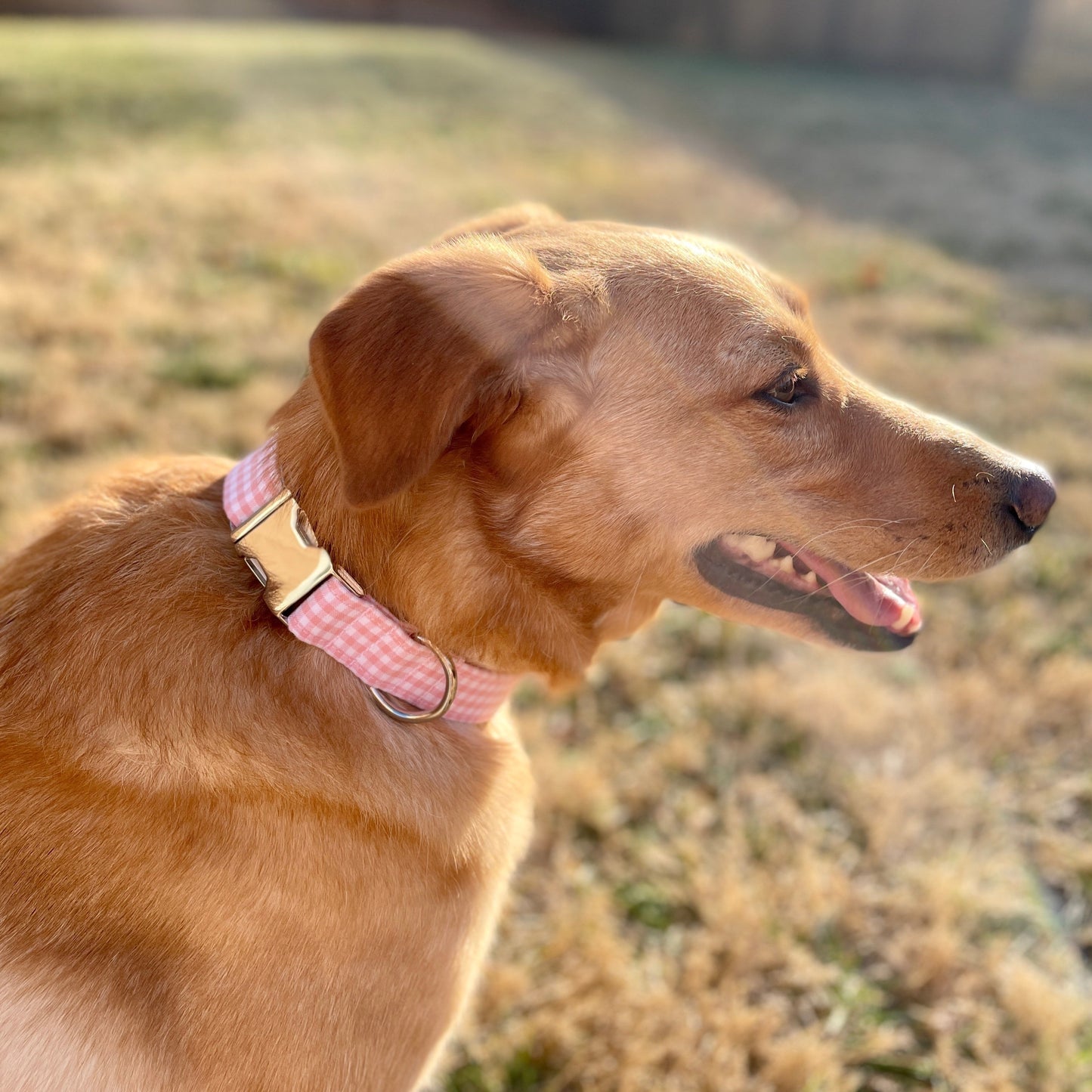 Pink Gingham Dog Collar