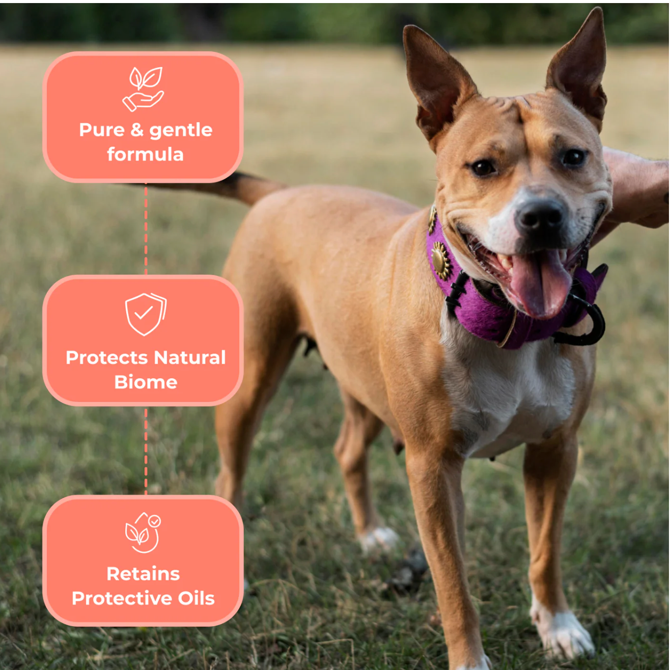 Sensitive Skin Dog Shampoo