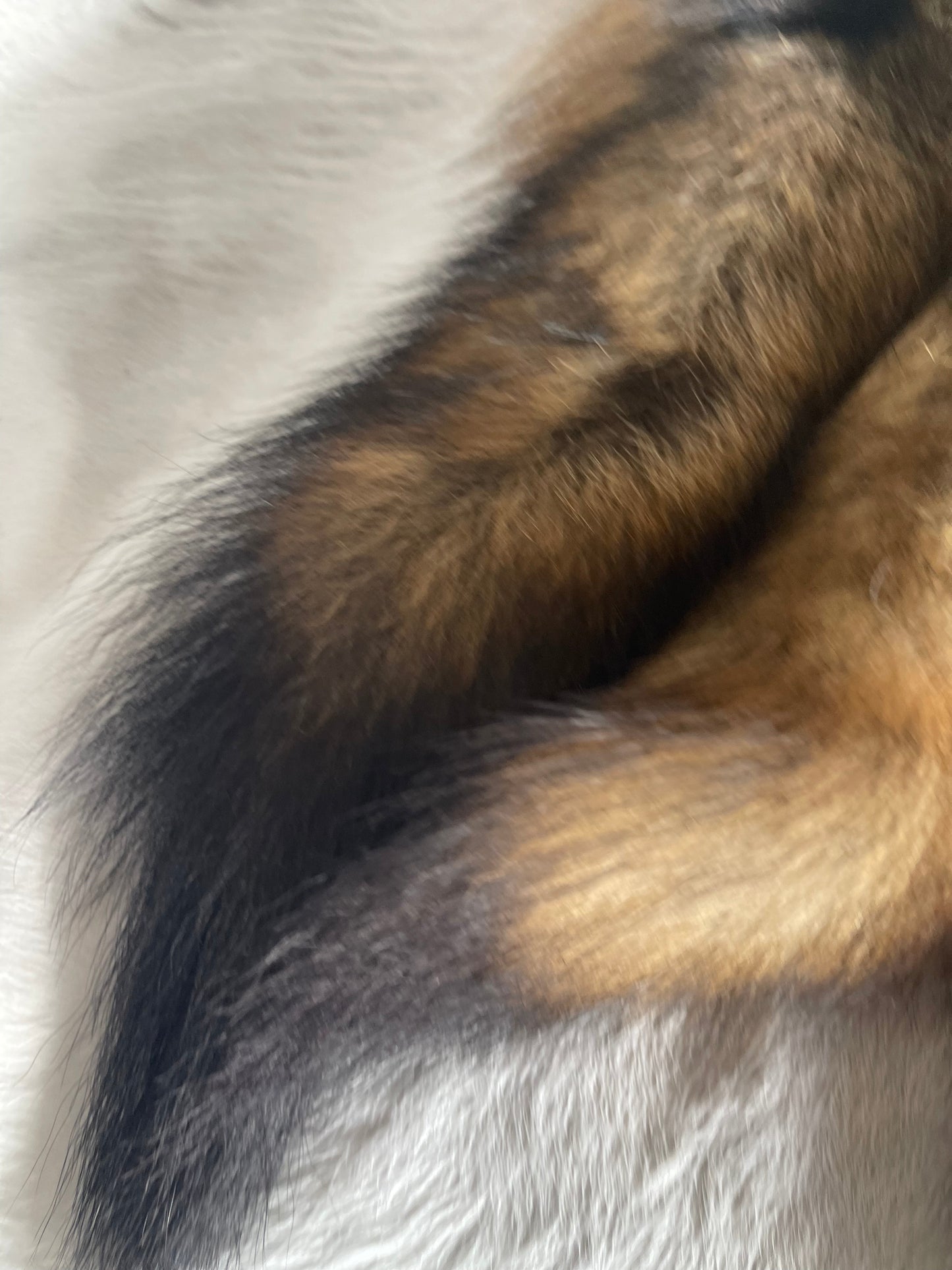 Coyote Tail Keychain