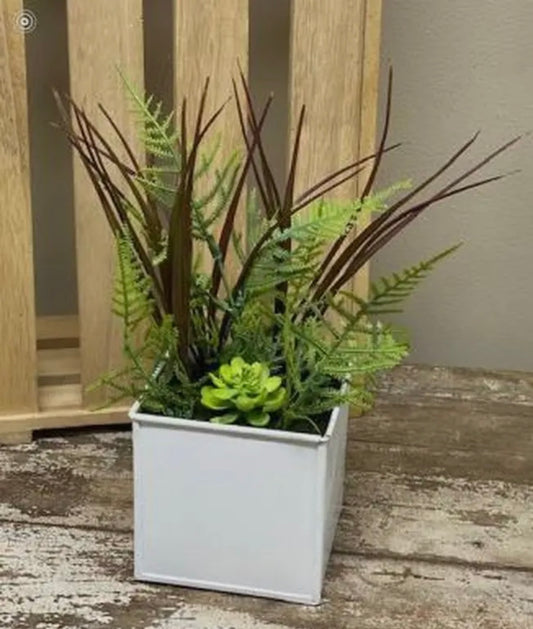 Fern and Succulent Mix in White metal Planter