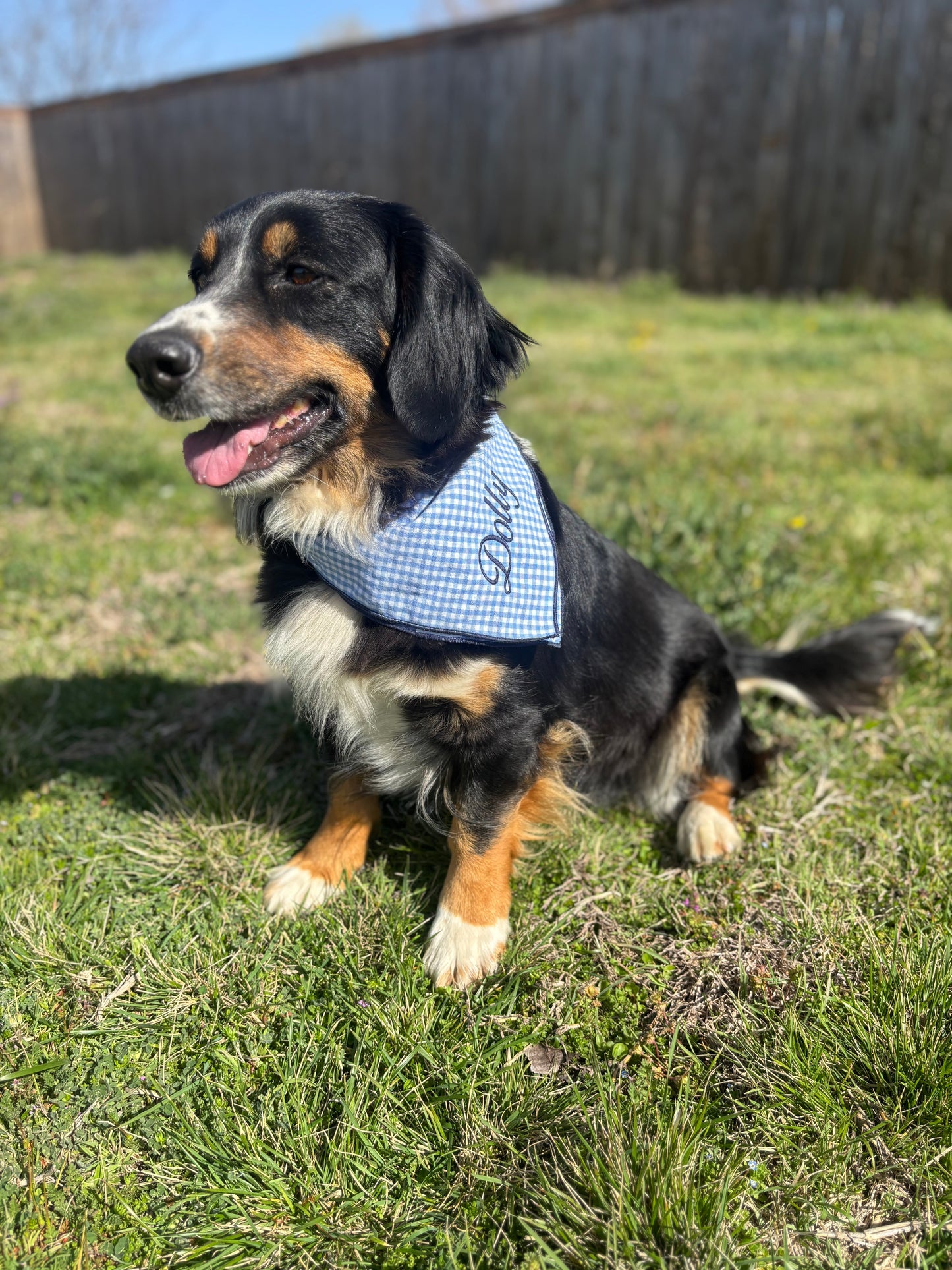 Light Blue Gingham Dog Bandana