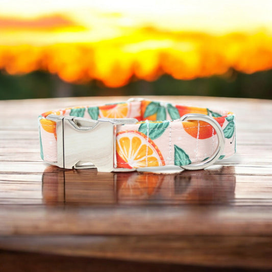 Oranges Dog Collar
