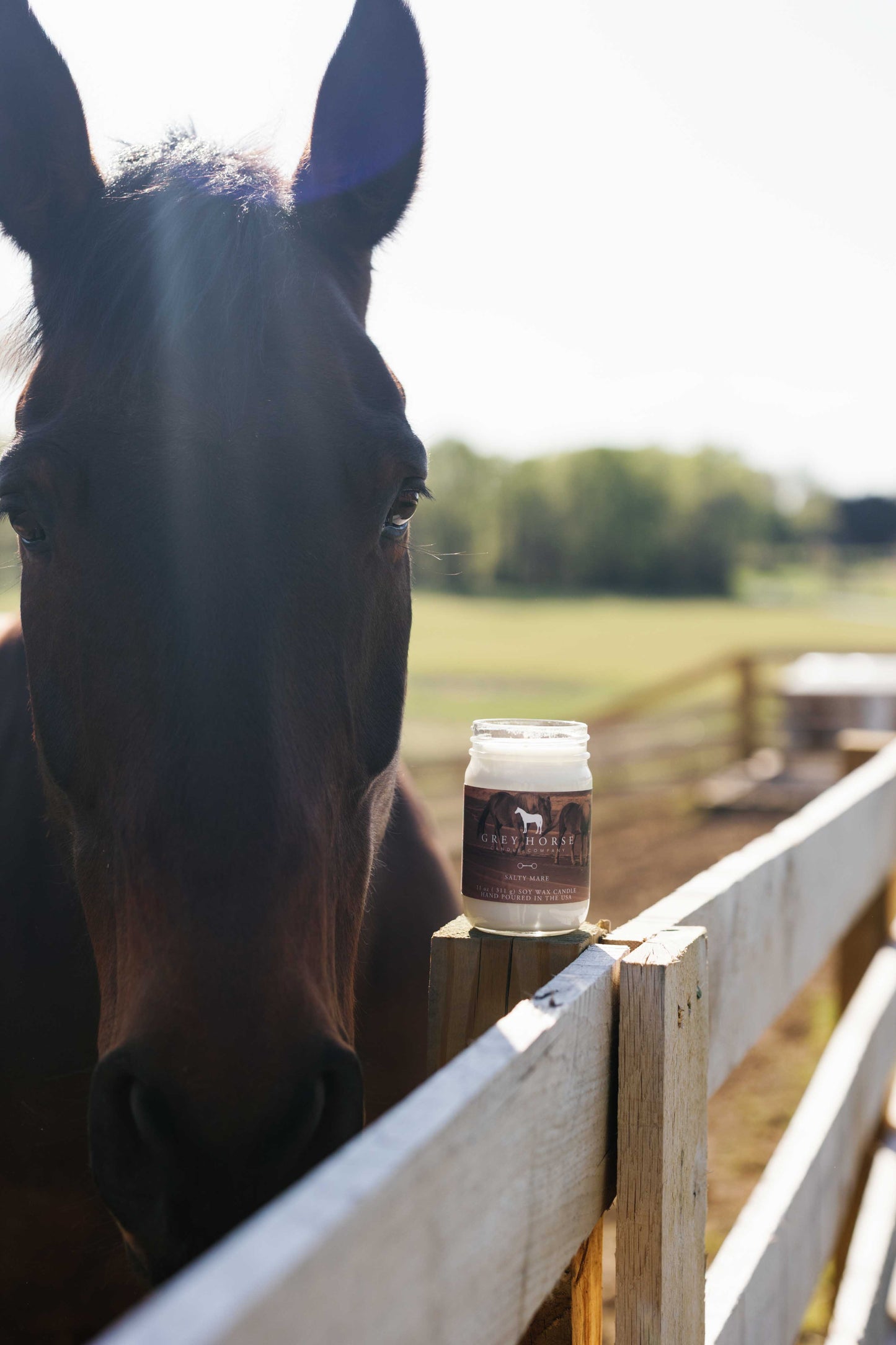 SALTY MARE