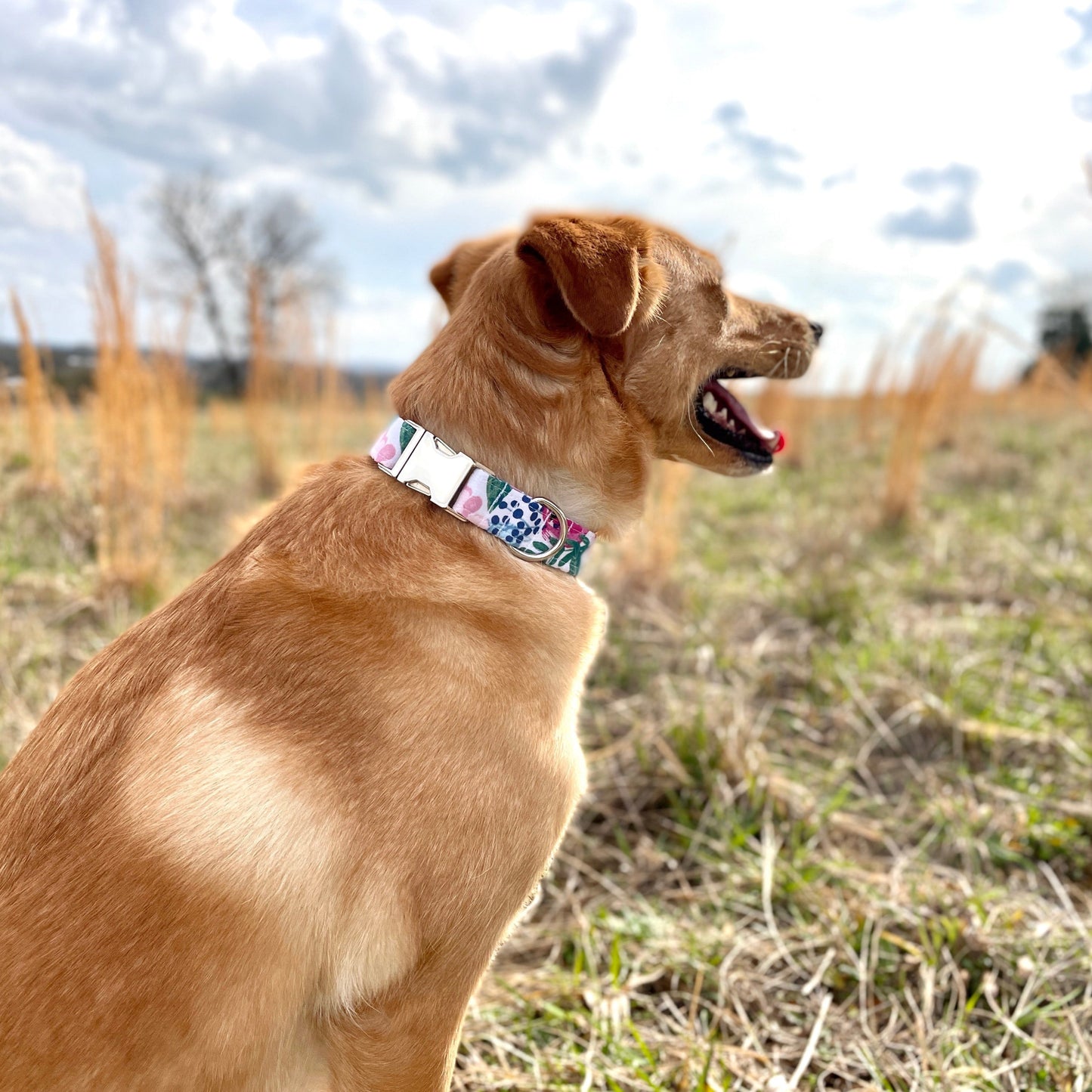 Colorful Floral Watercolor Dog Collar