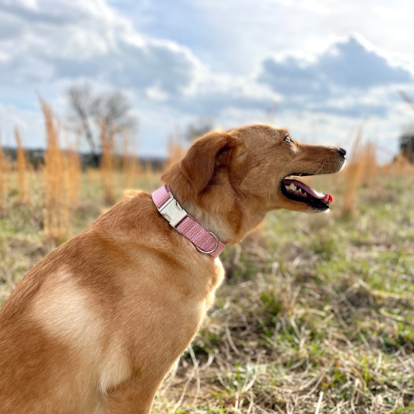 Light Pink Dog Collar Ditsy Dots