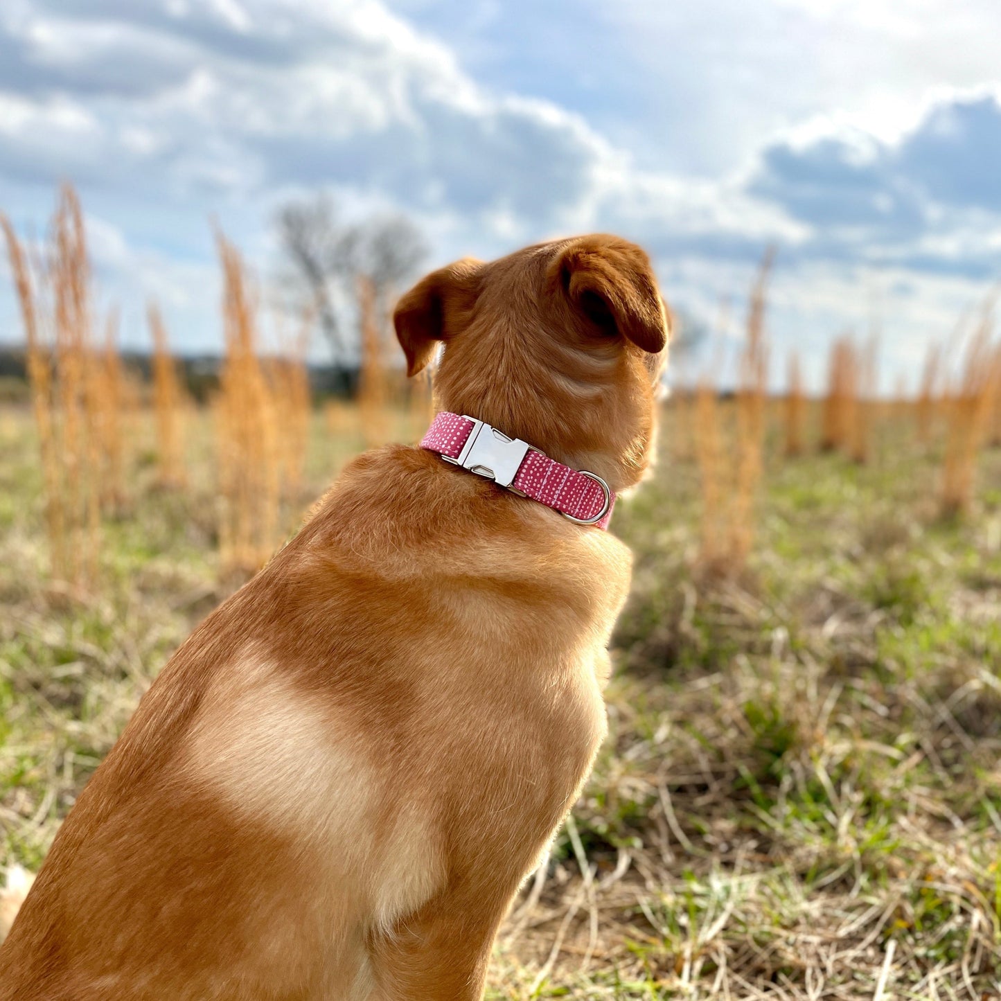 Pink Dog Collar Ditsy Dots