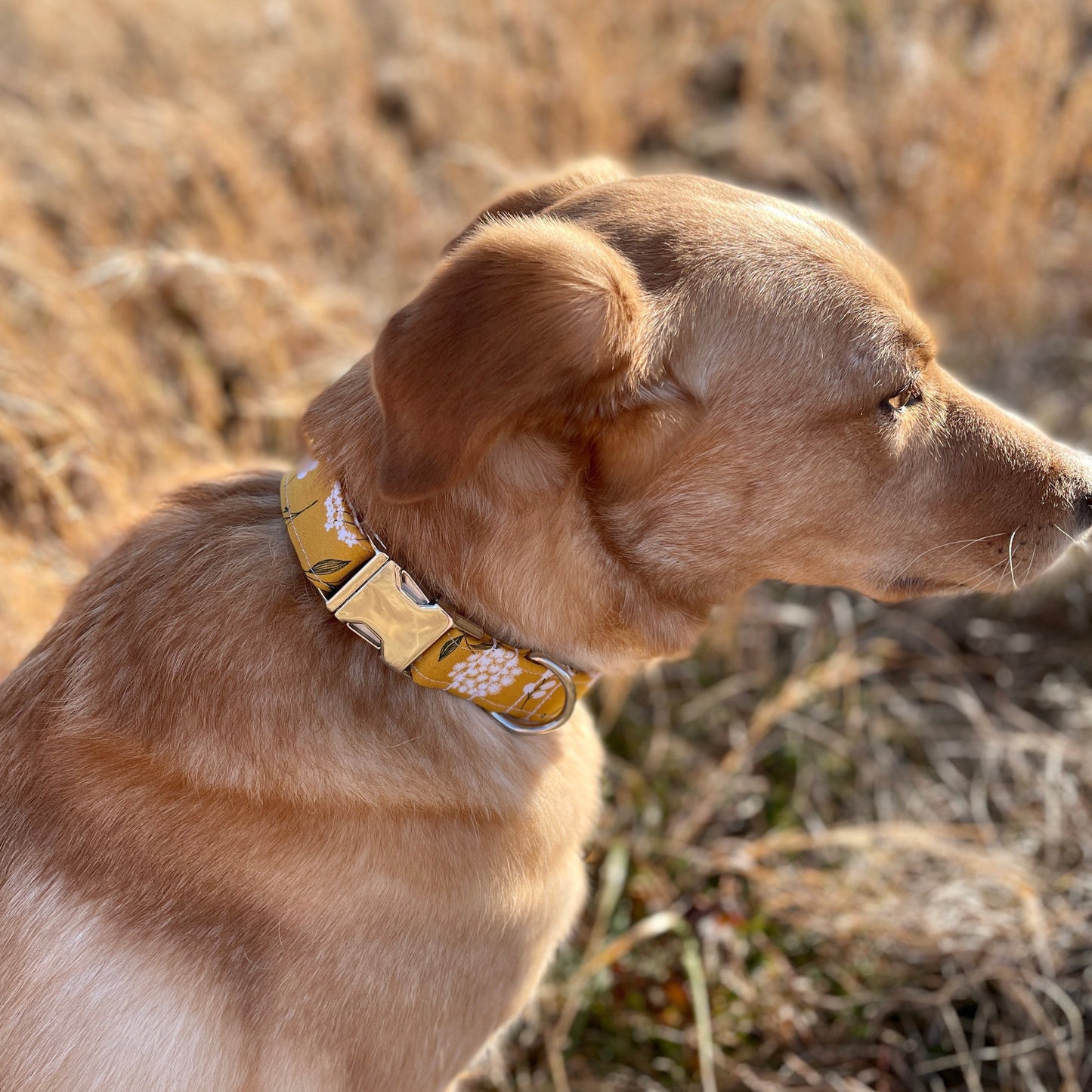 Mustard Floral Dog Collar