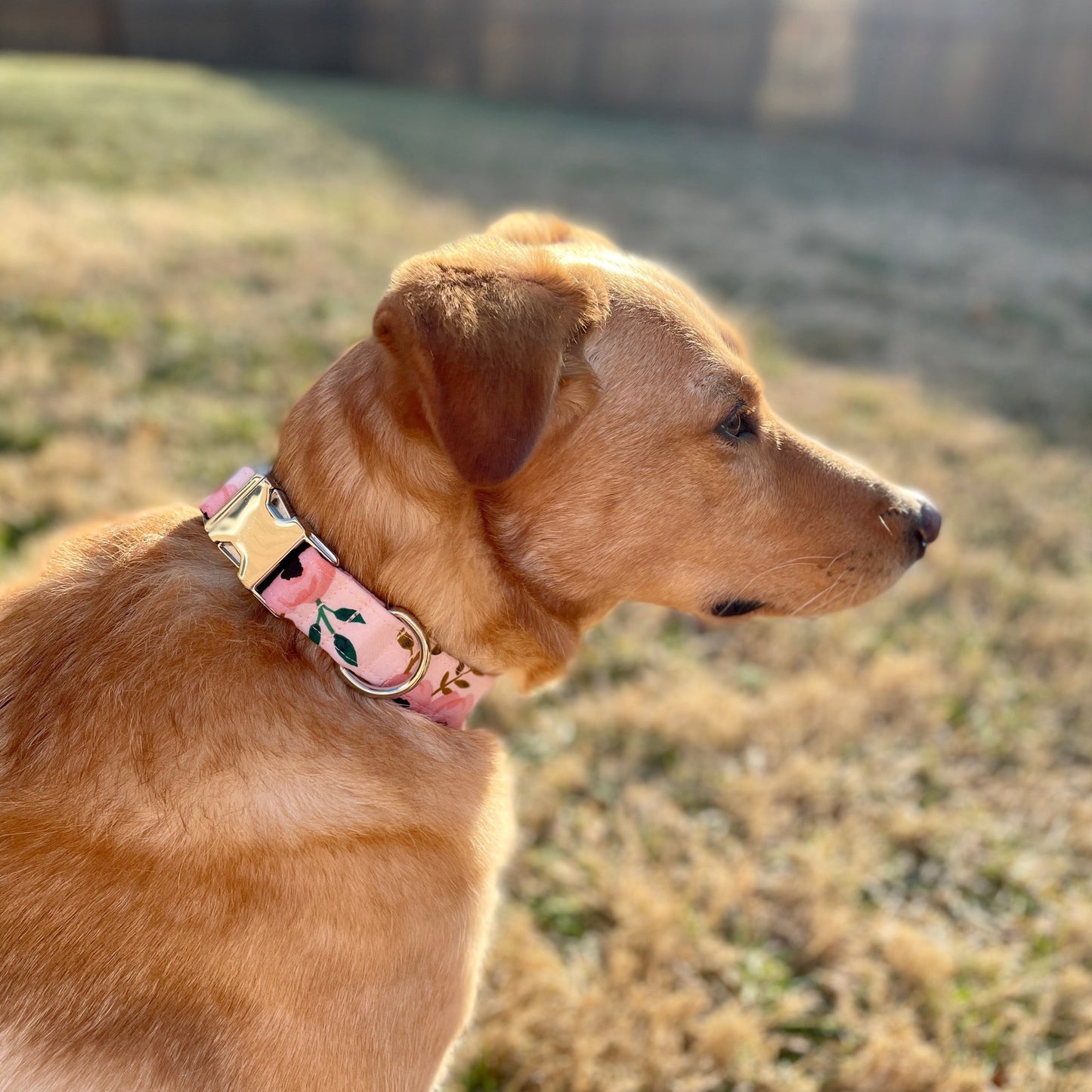 Pink Watercolor Floral Dog Collar