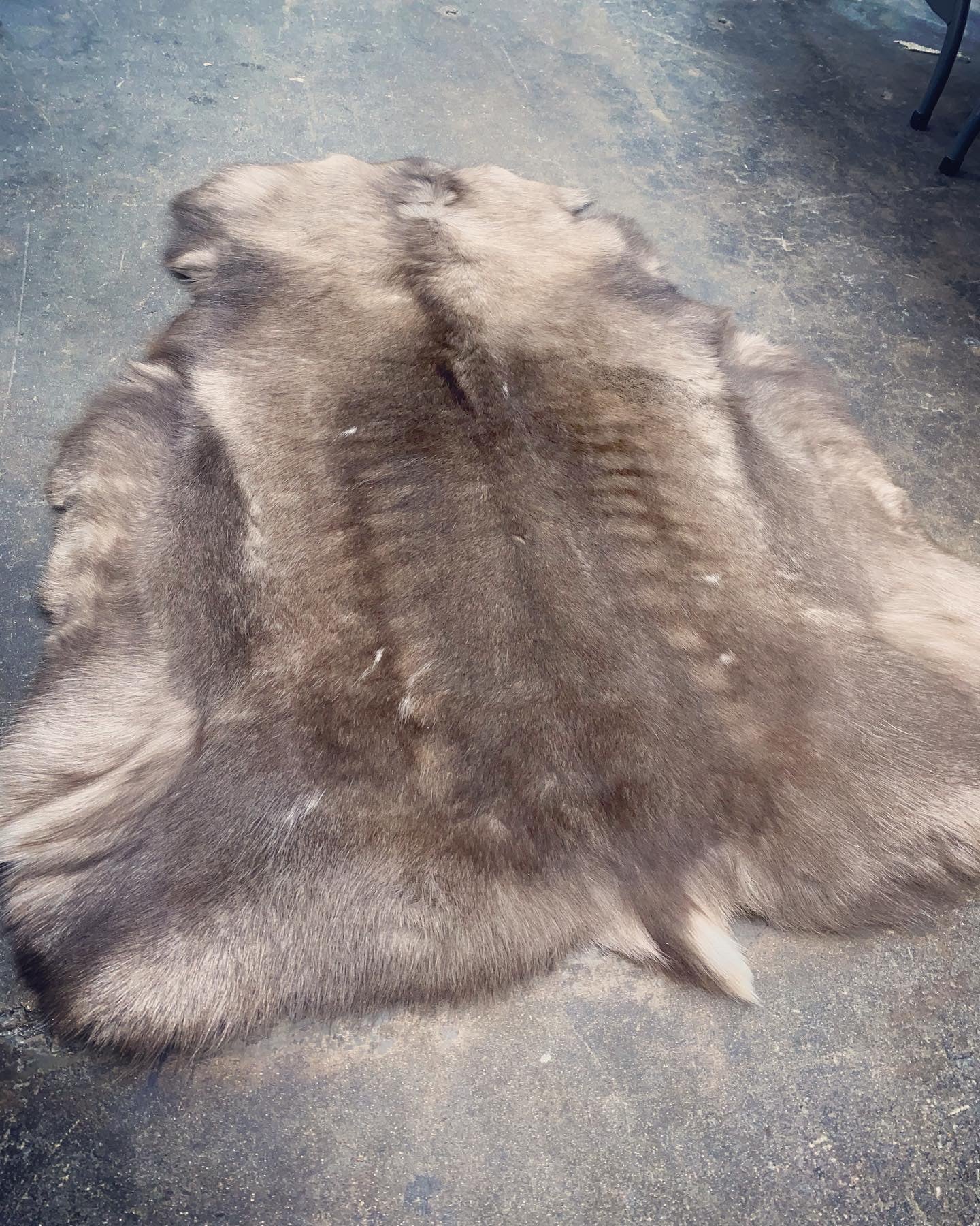 Large Reindeer Hide A Grade